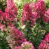 Hortensja paniculata magiczna vesuvio: opis, reprodukcja, zdjęcia, recenzje